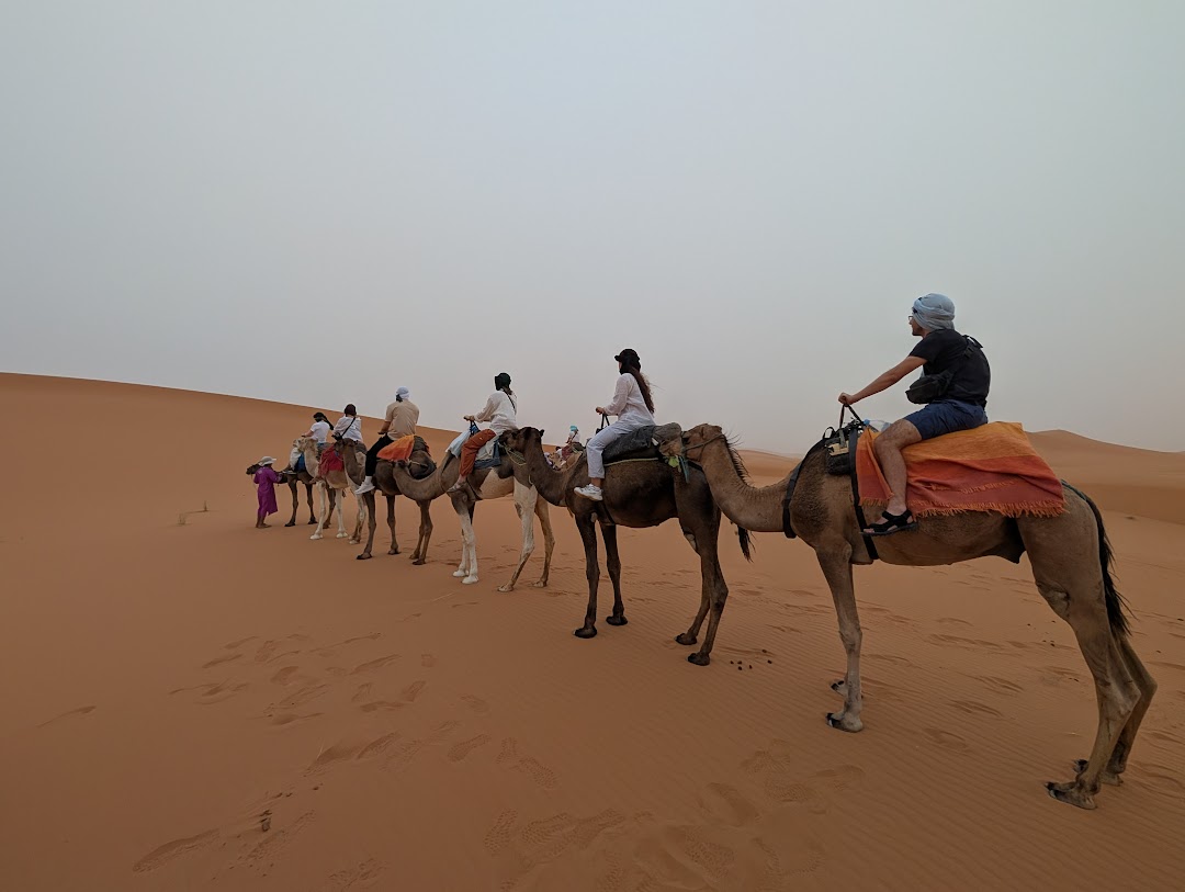Camels in the Sahara desert